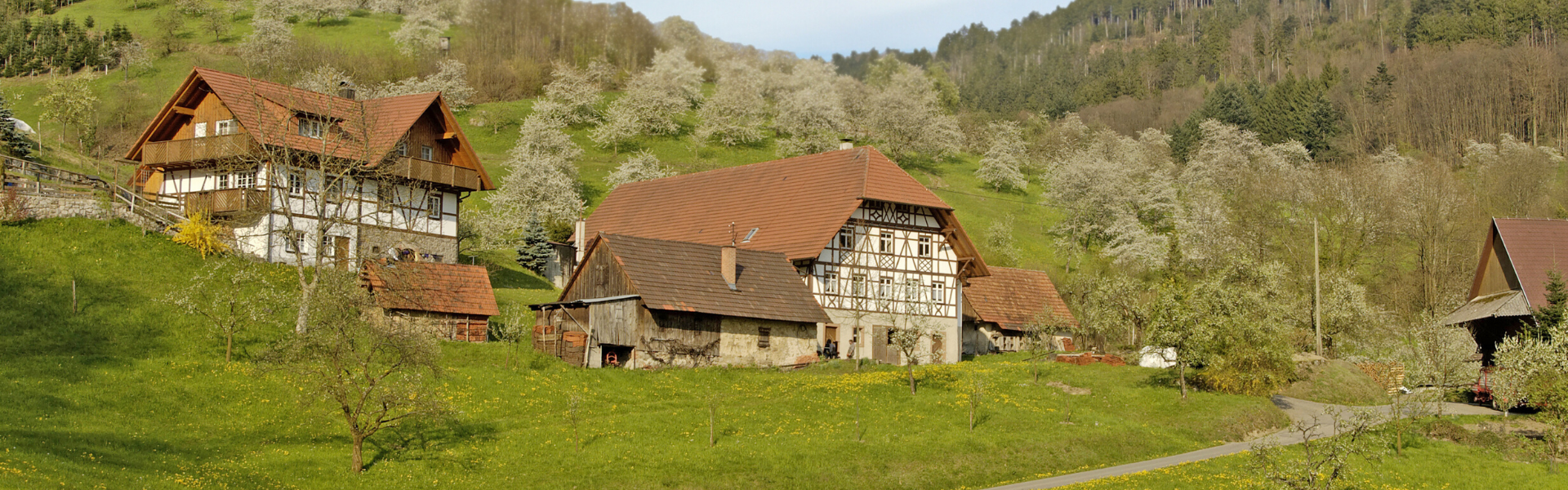 Lady bail bonds Avon